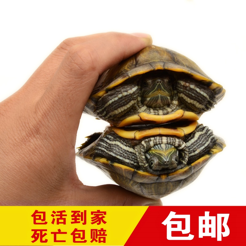 Turtles live Small pet gold Red-eared Adult Large Lucky Turtle Turtle Watch Mini mail free 10 Below yuanin the Pet/Pet food and supplies , Aqua World , Turtle/Turtle category - from Buy2taobao.com to provide professional Taobao agent buy service