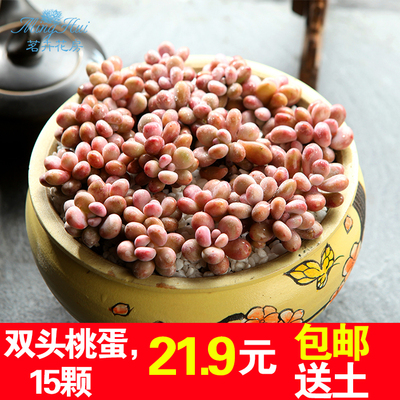 桃蛋双头双头桃蛋15颗多肉多肉植物多头群生盆栽绿植桃之卵包邮