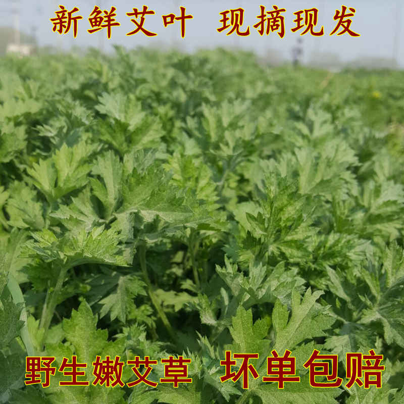 新鮮艾草艾葉草嫩艾葉生艾葉大葉艾清明草端午艾現摘現發艾草葉在類目 OTC藥品/醫療器械/計生用品, 保健用品, 鍼灸器具中 - 來自Buy2taobao.com提供專業的淘寶代購服務