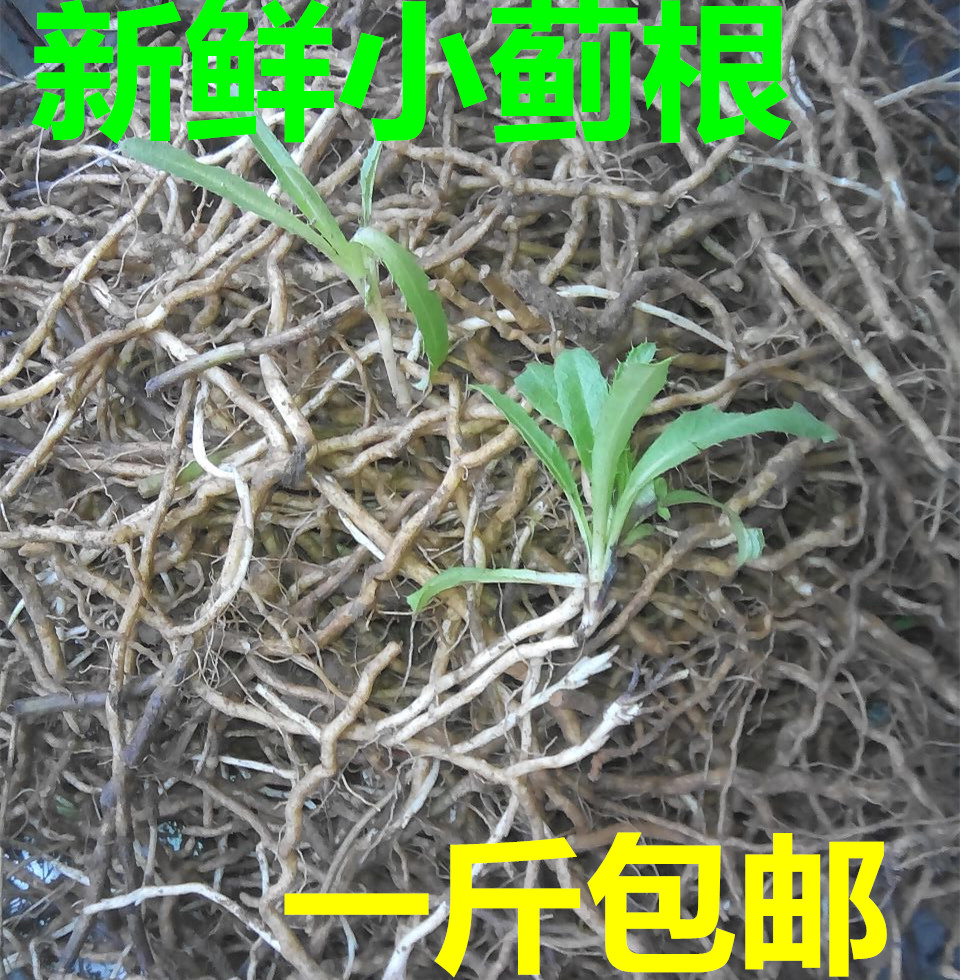 Fresh wild Thistle Thorn dish Jinin the Traditional nourishing food , Other traditional tonic , Other traditional tonic category - from Buy2taobao.com to provide professional Taobao agent buy service
