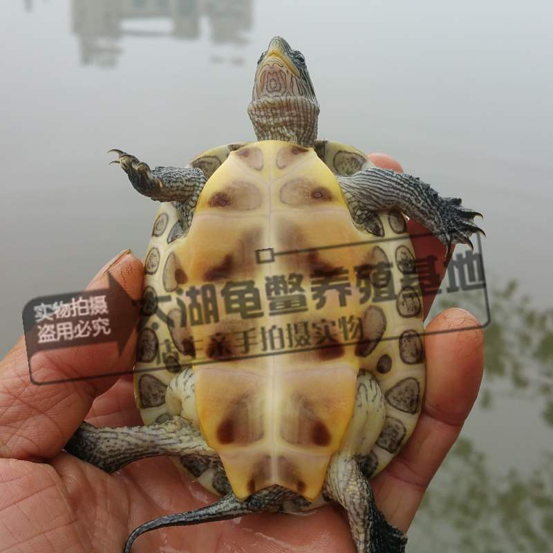 珍珠龟活体花龟苗子中华台湾草龟杂交宠物观赏龟大珍珠龟外塘花龟在类目 宠物/宠物食品及用品, 水族世界, 龟/鳖中 - 来自Buy2taobao.com提供专业的淘宝代购服务