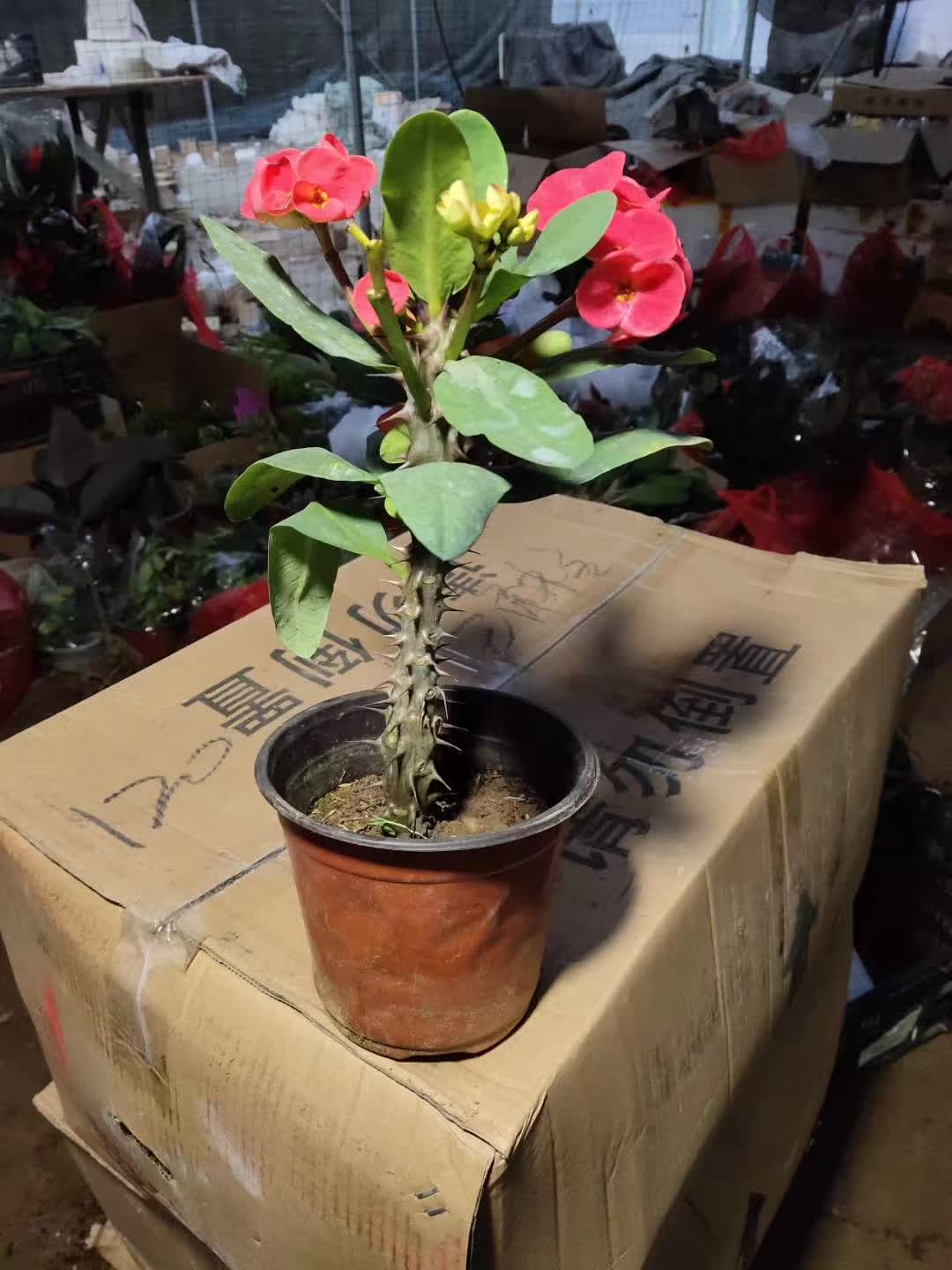 大花大叶虎刺梅铁海棠花苗带花四季开花阳台庭院盆栽花卉室内植物在类目 鲜花速递/花卉仿真/绿植园艺, 花卉/绿植盆栽(新), 绿植中 - 来自Buy2taobao.com提供专业的淘宝代购服务