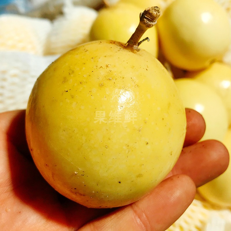 Fujian gold Passion fruit 4 about 240g Fresh fruit Passion fruit ordinary Passion fruitin the Aquatic meat/Fresh fruits and vegetables/Cooked , Fresh fruit , Passion Fruit category - from Buy2taobao.com to provide professional Taobao agent buy service
