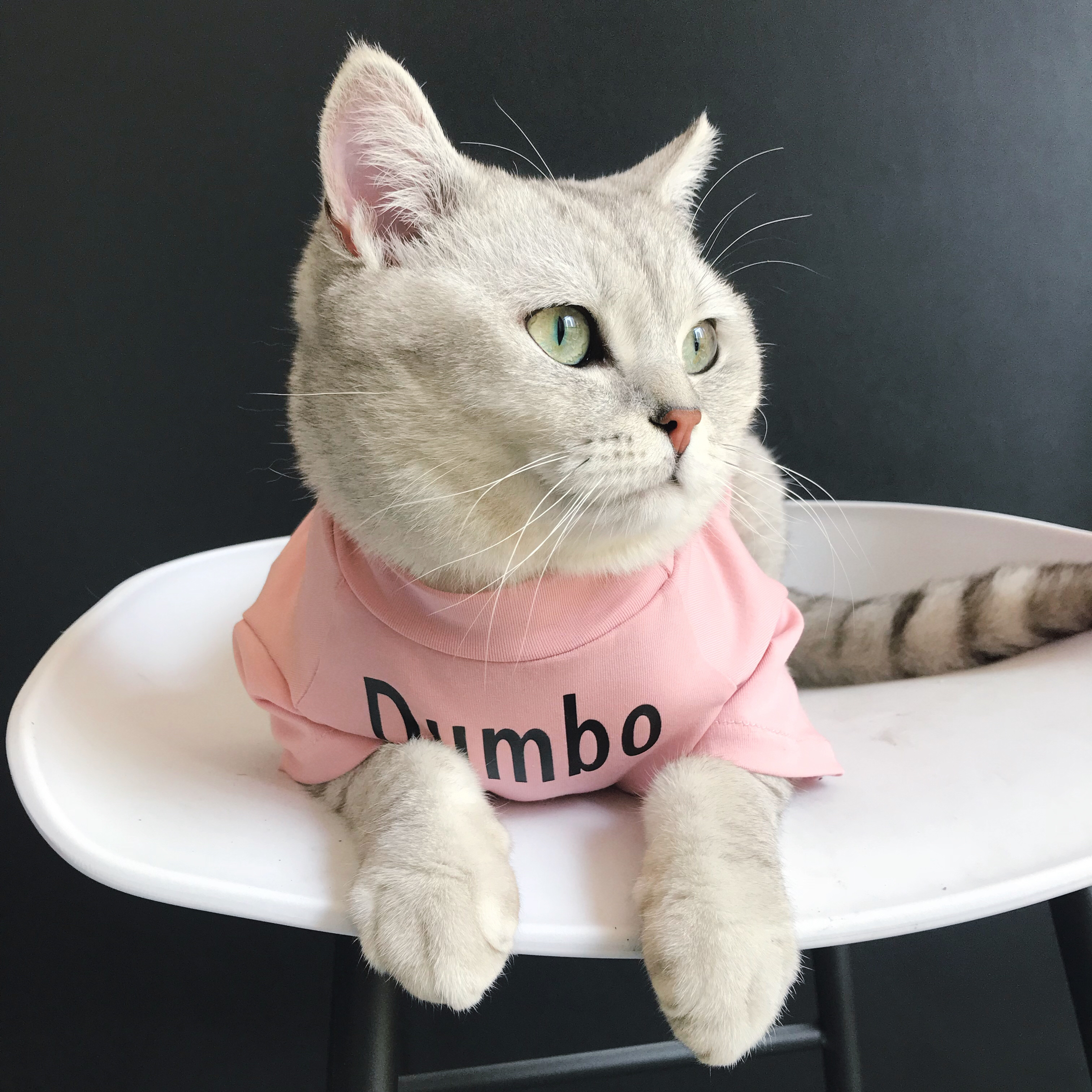猫咪衣服潮牌猫咪衣服夏薄款宠物亲子装猫咪防掉毛衣服小飞象衣服|ruв категории животное/Животное питание и принадлежностей, одежды и аксессуаров для домашних животных, одежда/заказ товаров (новый), домашний костюм - от Buy2taobao.com для оказания профессиональной услуги покупки агента Taobao