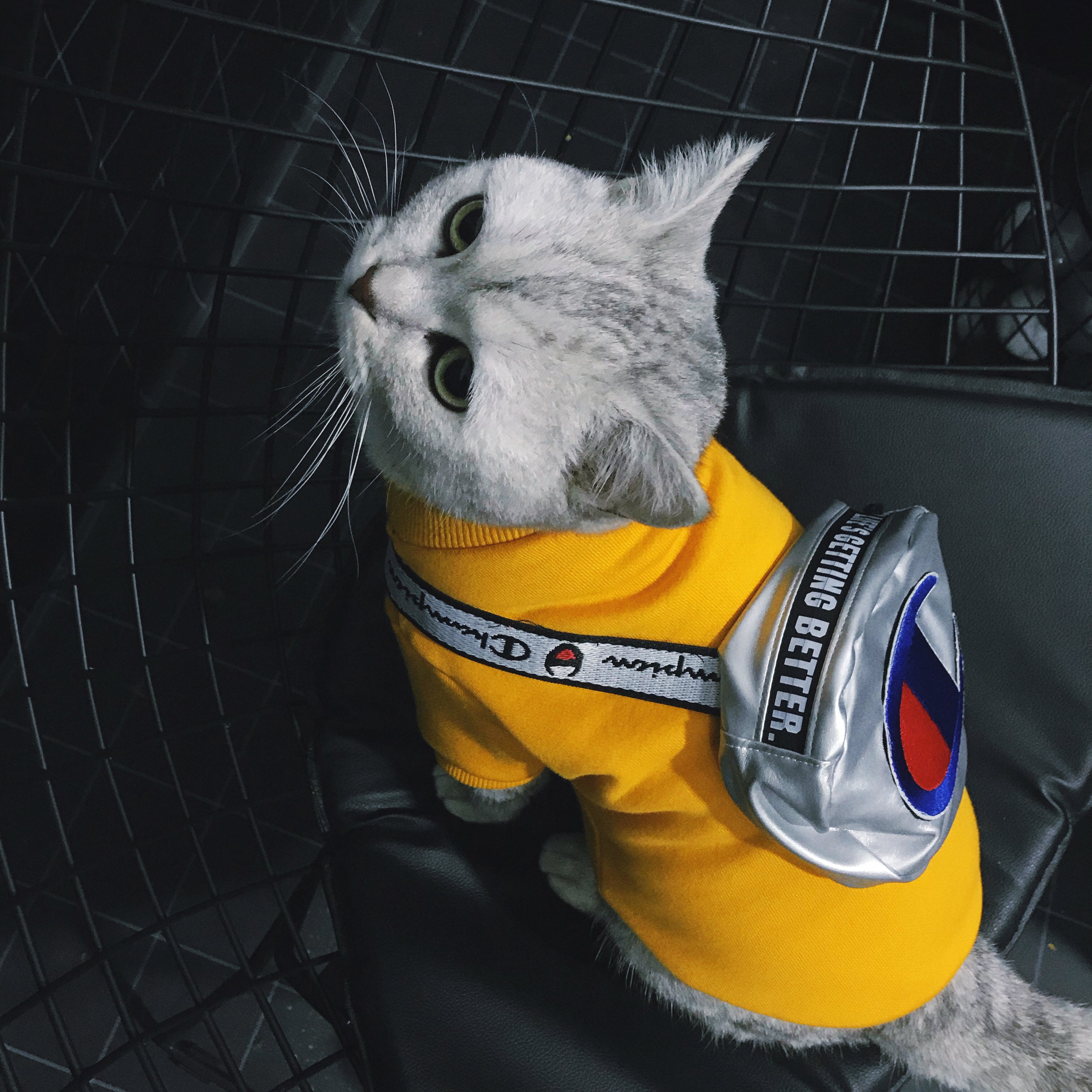 网红潮牌宠物衣服抖音同款猫咪衣服春原创猫咪衣服防掉毛猫咪衣服|msdalam kategori haiwan peliharaan/makanan haiwan dan bekalan, Haiwan pakaian dan aksesori, haiwan pakaian/baju hujan - dari Buy2taobao.com untuk memberikan perkhidmatan ejen Taobao profesional membeli