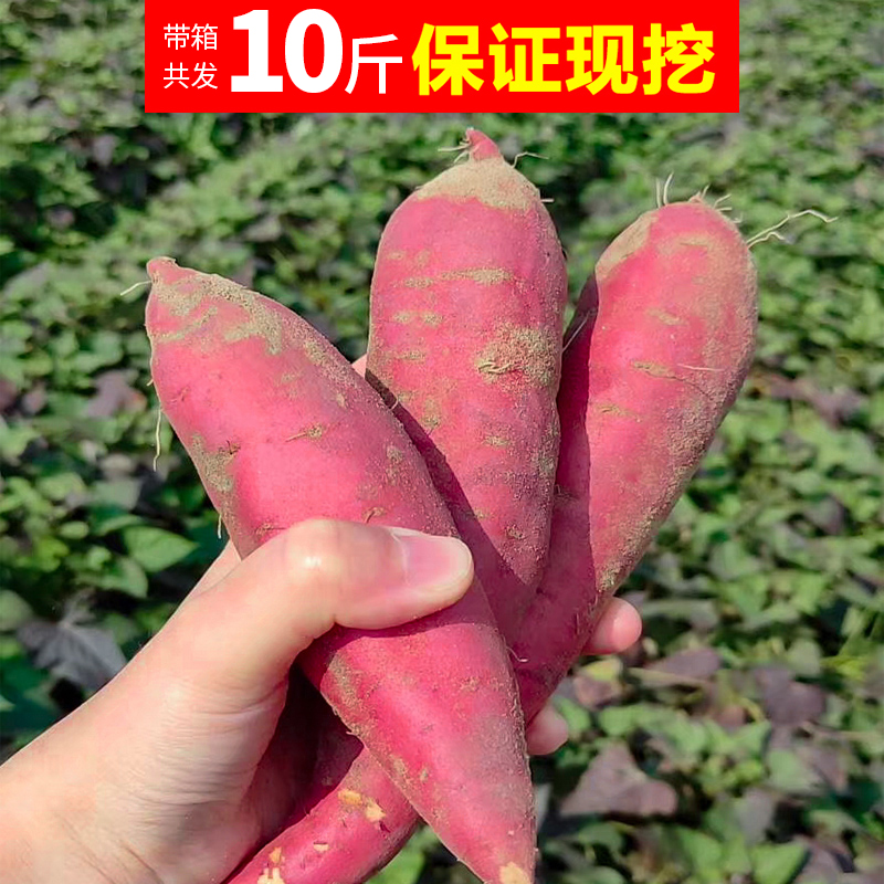 红薯新鲜地瓜番薯蜜薯糖心农家现挖板栗薯小香薯糖心山芋红心10斤在类目 水产肉类/新鲜蔬果/熟食, 新鲜蔬菜/蔬菜制品, 新鲜蔬菜, 番薯中 - 来自Buy2taobao.com提供专业的淘宝代购服务