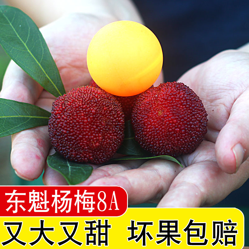 印象仙居新鲜仙居杨梅 东魁杨梅 果径40mm以上 超大超甜在类目 水产肉类/新鲜蔬果/熟食, 新鲜水果, 其它中 - 来自Buy2taobao.com提供专业的淘宝代购服务