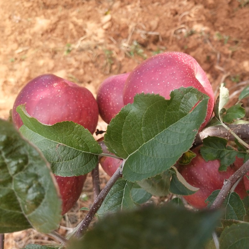 Sichuan Province Xichang Liangshan Yanyuan wild Rock sugar Red Fuji Ugly apple Season fresh fruit 10 Jinin the Office Equipment/Consumables/Related Services , Packaging Equipment/Signs and supplies , Wrapped bags/Bags category - from Buy2taobao.com to provide professional Taobao agent buy service