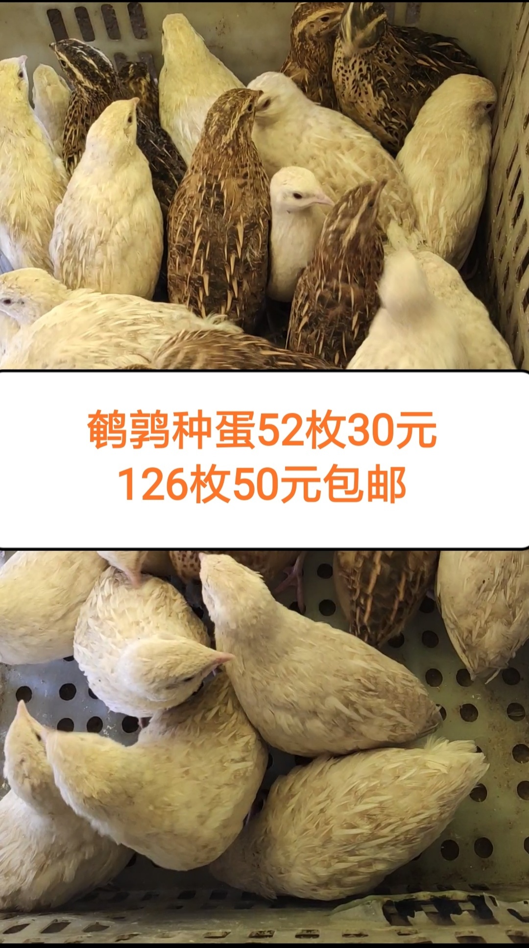 鹌鹑种蛋受精蛋可孵化|msdalam kategori bekalan perayaan/hadiah, Hadiah kreatif, periuk berus - dari Buy2taobao.com untuk memberikan perkhidmatan ejen Taobao profesional membeli