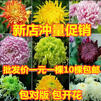阳台四季花卉盆栽菊雏菊千头菊球菊乒乓菊地栽花苗带花苞|ruв категории доставка цветов/цветок моделирования/растения садоводства, цветок/растения в горшках (новый), цветок - от Buy2taobao.com для оказания профессиональной услуги покупки агента Taobao