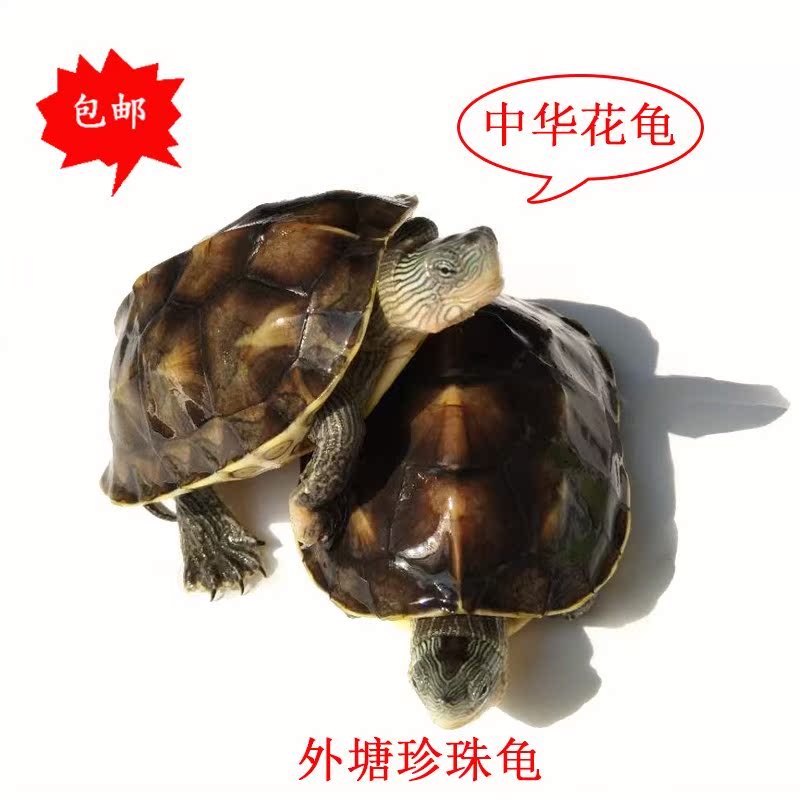 中華花龜珍珠龜小烏龜台灣草龜六線龜寵物龜活物水龜活體長壽龜在類目 寵物/寵物食品及用品, 水族世界, 龜/鱉中 - 來自Buy2taobao.com提供專業的淘寶代購服務