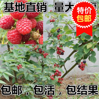 果樹苗 樹莓樹苗雙季紅樹梅黑樹莓 南方北方種植當年結果黃樹莓苗在類目 辦公設備/耗材/相關服務, 包裝設備/標牌及耗材, 包裹袋/編織袋中 - 來自Buy2taobao.com提供專業的淘寶代購服務