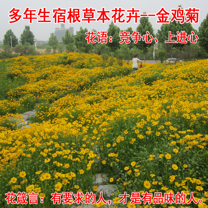 四季易播速生 多年生大花金鸡菊种子 金钱菊种子 景观花卉种子在类目 电子词典/电纸书/文化用品, 印刷制品, 其它包装袋中 - 来自Buy2taobao.com提供专业的淘宝代购服务