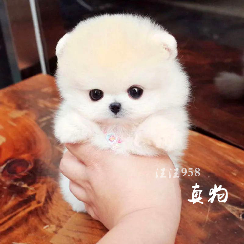 纯种泰迪狗活犬博美幼犬茶杯犬小狗动物宠物狗狗活幼体的真狗小型|ruв категории животное/Животное питание и принадлежностей, Пэт жизнь услуг, подготовки, Пэт - от Buy2taobao.com для оказания профессиональной услуги покупки агента Taobao