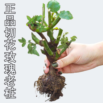 四季浓香型玫瑰月季花苗盆栽蓝色妖姬室内阳台蔷薇花苗绿植物包邮|msdalam kategori Butik wanita / wanita, seluar, seluar/seluar ke bawah - dari Buy2taobao.com untuk memberikan perkhidmatan ejen Taobao profesional membeli