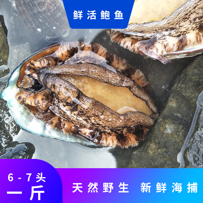 大連鮑魚鮮活鮑魚即食小鮑魚鮑魚鮮活超大6頭鮑魚活鮑魚鮑魚鮮活在類目 水產肉類/新鮮蔬果/熟食, 海鮮/水產品/製品, 貝類, 鮑魚中 - 來自Buy2taobao.com提供專業的淘寶代購服務