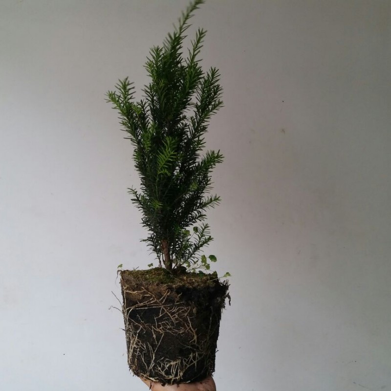 Open air Yew seedlings bonsai Yew seedlings Yew Yew bonsai Potted plantin the Flower delivery/Flowers simulation/Plants gardening , Flowers/Potted plants (New) , Plants category - from Buy2taobao.com to provide professional Taobao agent buy service