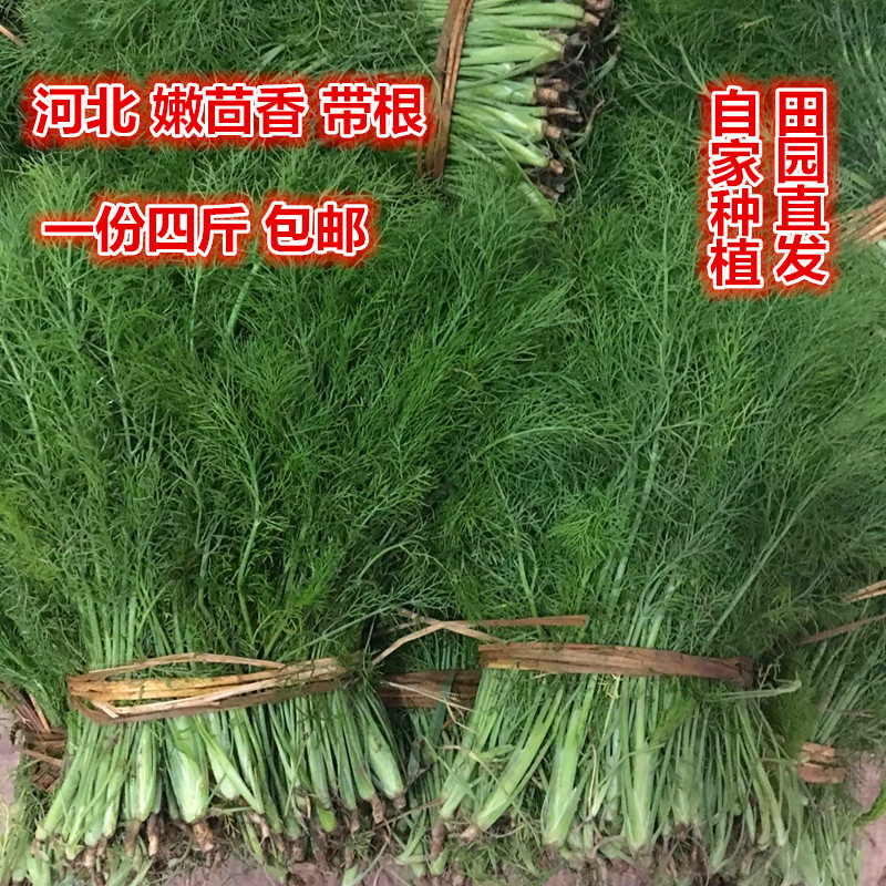 茴香菜 新鲜 河北带根嫩茴香 新鲜蔬菜饺子馅 一份四斤顺丰包邮|msdalam kategori daging perikanan/Buah-buahan segar dan sayur-sayuran/dimasak, sayur-sayuran segar/Vegetable Products, sayur-sayuran segar, lain - dari Buy2taobao.com untuk memberikan perkhidmatan ejen Taobao profesional membeli