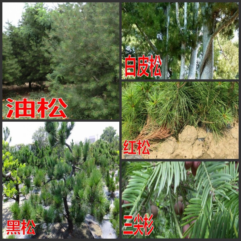 红松三尖杉 日本黑松种子 盆景松树油松种子白皮松种子易种 包邮在类目 鲜花速递/花卉仿真/绿植园艺, 花卉/蔬果/草坪种子(新), 家庭园艺种子中 - 来自Buy2taobao.com提供专业的淘宝代购服务