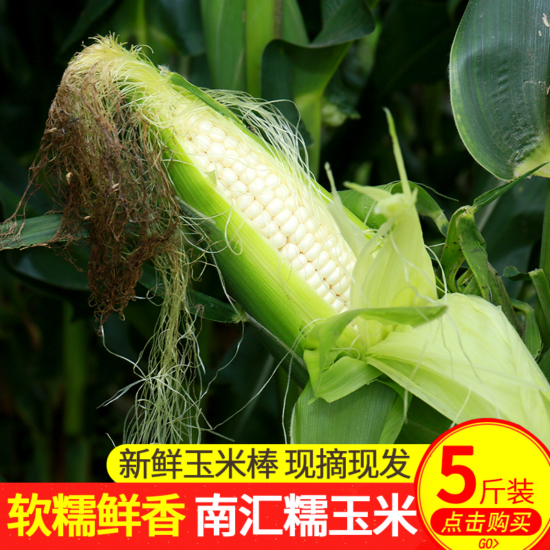 上海南汇本地农家自种带壳新鲜生香粘软白糯玉米棒现摘现发5斤装在类目 粮油米面/南北干货/调味品, 米/面粉/杂粮, 玉米中 - 来自Buy2taobao.com提供专业的淘宝代购服务