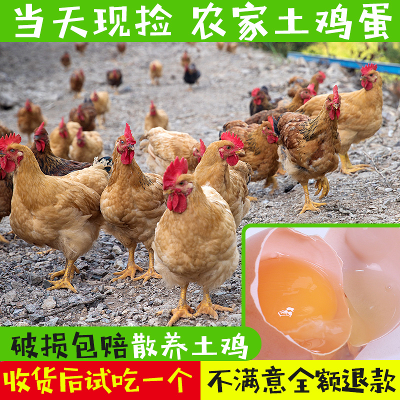 力丹新鲜土鸡蛋杂粮林地农家散养笨鸡蛋 草鸡蛋 新鲜鸡蛋包邮在类目 水产肉类/新鲜蔬果/熟食, 蛋/蛋制品, 鲜活蛋类, 鸡蛋中 - 来自Buy2taobao.com提供专业的淘宝代购服务