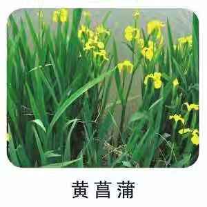 水上种植浮岛 人工浮岛 水生菖蒲 挺水植物在类目 鲜花速递/花卉仿真/绿植园艺, 花卉/绿植盆栽(新), 绿植中 - 来自Buy2taobao.com提供专业的淘宝代购服务