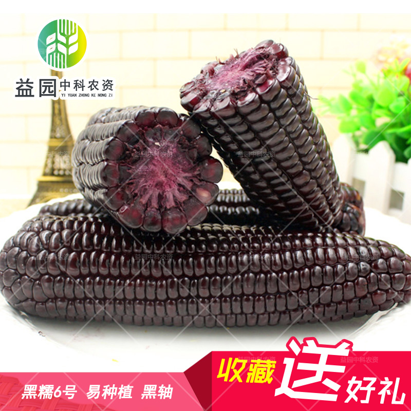 黑糯6号玉米种子黑糯四号4号六号中品开元农科院甜粘鲜食四季|ruв категории сельскохозяйственных материалов, семена/саженцы, семян овощей - от Buy2taobao.com для оказания профессиональной услуги покупки агента Taobao