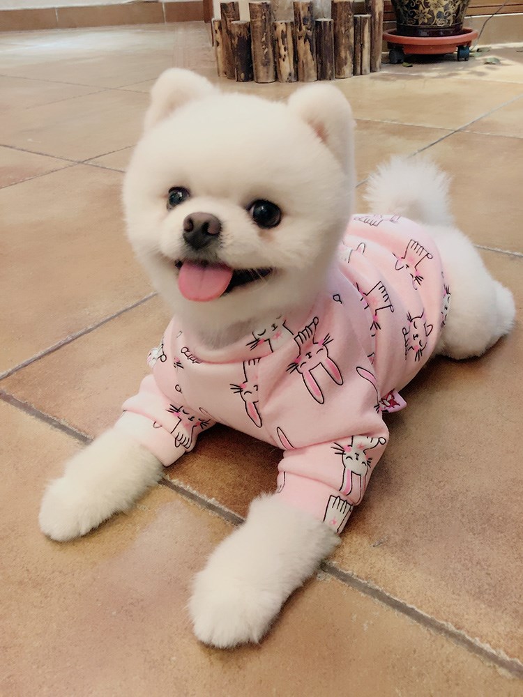 宠物衣服迷你抓绒加绒狗子博美超帅棉衣可以狗窝立体背心式秋季在类目 办公设备/耗材/相关服务, 包装设备/标牌及耗材, 包裹袋/编织袋中 - 来自Buy2taobao.com提供专业的淘宝代购服务
