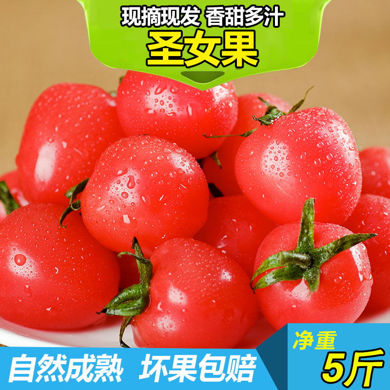 Shandong Millennium Cherry tomatoes Babe Cherry tomato Tomatoes fresh Pick Place of Origin Straight hairin the Aquatic meat/Fresh fruits and vegetables/Cooked , Fresh vegetables/Vegetable products , Fresh vegetables , Tomatoes category - from Buy2taobao.com to provide professional Taobao agent buy service