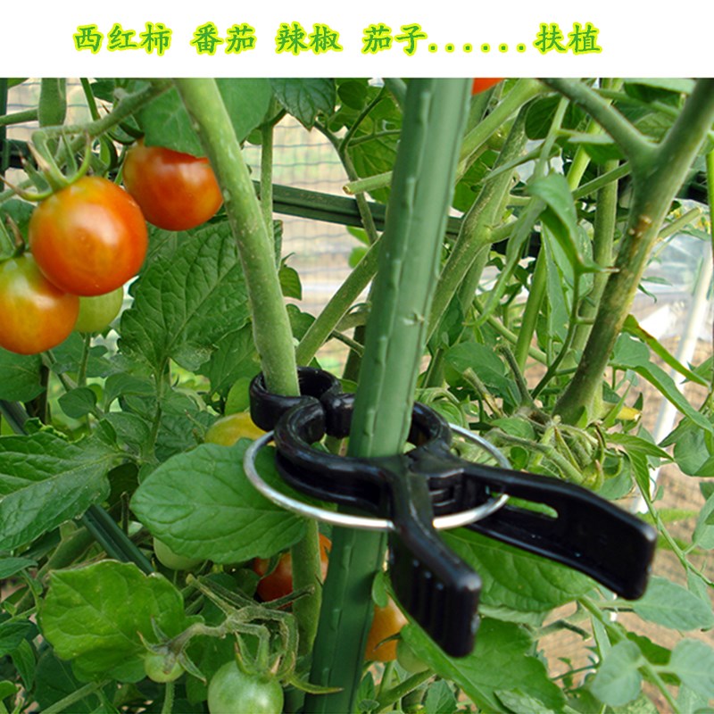 大棚瓜果托夹绑蔓夹扶蔓夹塑料吊秧夹子番茄黄瓜西红柿蔬菜扶蔓夹在类目 鲜花速递/花卉仿真/绿植园艺, 园艺用品, 其它园艺用品中 - 来自Buy2taobao.com提供专业的淘宝代购服务