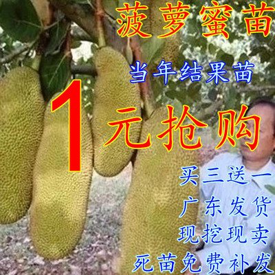 果树苗 南方北方种植 四季菠萝蜜树苗 马来西亚1号 当年结果包邮