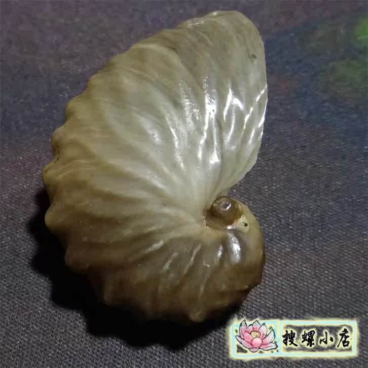 4.6厘米阔船鞘/少见的畸形|msdalam kategori Aksesori rumah, barang kemas kreatif, Conch/Shell/Coral - dari Buy2taobao.com untuk memberikan perkhidmatan ejen Taobao profesional membeli