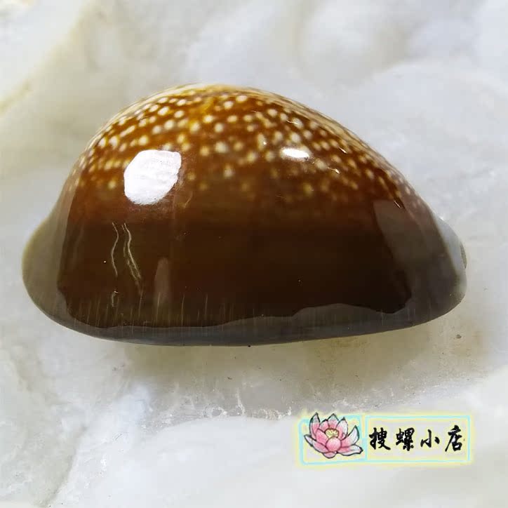 2.95 centimeter Faucet Po Lo /GEMin the Home accessories , Creative Jewelry , Conch/Shell/Coral category - from Buy2taobao.com to provide professional Taobao agent buy service