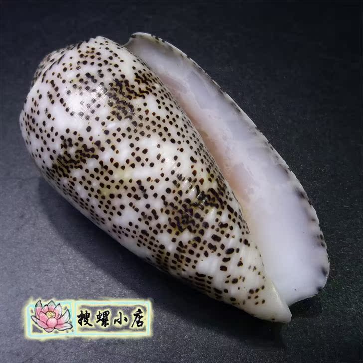 5.55厘米飞蝇芋螺/F+++|ruв категории Домашний быт, творческие украшения, густой/раковина/кораллы - от Buy2taobao.com для оказания профессиональной услуги покупки агента Taobao