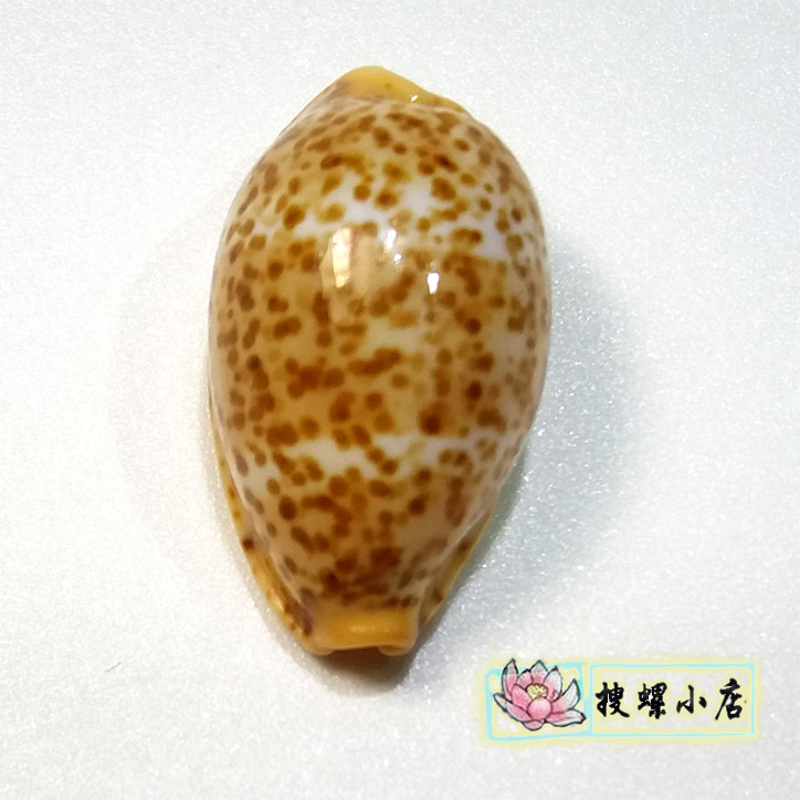 1.7 centimeter Pock-marked Po Lo /GEMin the Home accessories , Creative Jewelry , Conch/Shell/Coral category - from Buy2taobao.com to provide professional Taobao agent buy service