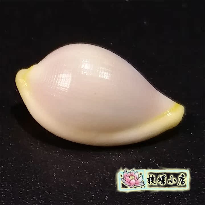 1.25 centimeter Pear-shaped Ovula ovum /GEMin the Home accessories , Creative Jewelry , Conch/Shell/Coral category - from Buy2taobao.com to provide professional Taobao agent buy service