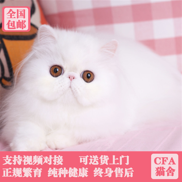 Thoroughbred Persian living thing Long-haired cat Pet cat Kim Ji Stretch Garfield Kittens White Persian Highlandin the Pet/Pet food and supplies , Kitty category - from Buy2taobao.com to provide professional Taobao agent buy service