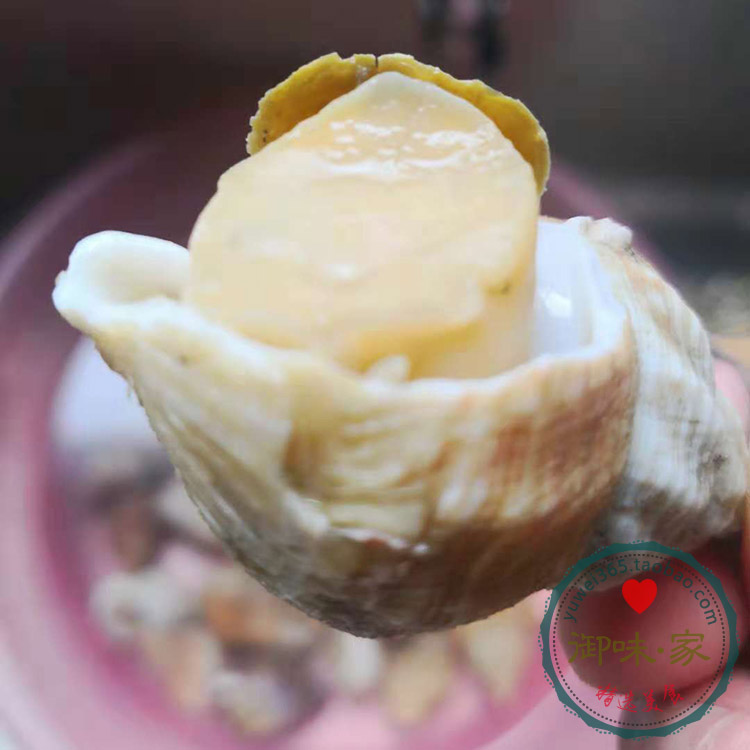 法国进口 高品质熟冻即食海螺 炖炒烤火锅鲜嫩Q弹 20-35粒500g装在类目 水产肉类/新鲜蔬果/熟食, 海鲜/水产品/制品, 贝类, 贝类制品中 - 来自Buy2taobao.com提供专业的淘宝代购服务