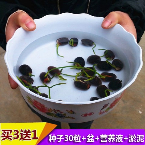 四季播種碗蓮種子已開口水培植物睡蓮荷花種籽室內盆栽綠植花卉在類目 鮮花速遞/花卉仿真/綠植園藝, 花卉/蔬果/草坪種子(新), 家庭園藝種子中 - 來自Buy2taobao.com提供專業的淘寶代購服務