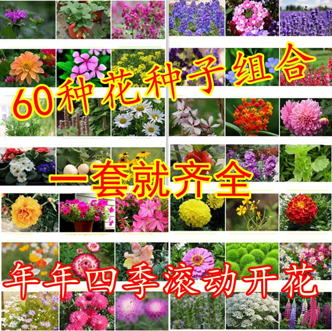 花種子四季種易活室內陽台盆栽開花不斷花籽花卉種子套餐組合包郵在類目 鮮花速遞/花卉仿真/綠植園藝, 花卉/蔬果/草坪種子(新), 家庭園藝種子中 - 來自Buy2taobao.com提供專業的淘寶代購服務