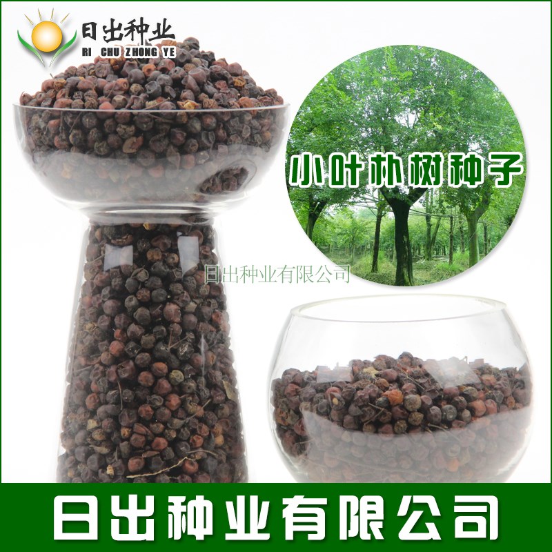 新采小葉樸樹種子 大葉樸樹 沙樸淨種子 珊瑚樸 紅皮樸樹籽在類目 鮮花速遞/花卉仿真/綠植園藝, 花卉/蔬果/草坪種子(新), 家庭園藝種子中 - 來自Buy2taobao.com提供專業的淘寶代購服務