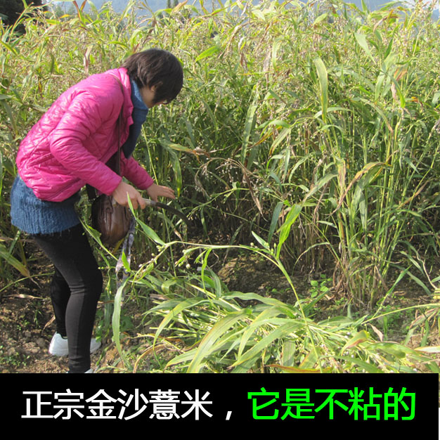 仙游龙华镇金沙村薏米仁当季新米特级米仁小薏仁1000克量贩特价在类目 粮油米面/南北干货/调味品, 米/面粉/杂粮, 米类, 薏米中 - 来自Buy2taobao.com提供专业的淘宝代购服务
