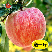 栖霞红富士-宗吃的4斤送1斤共5斤【大学生果园