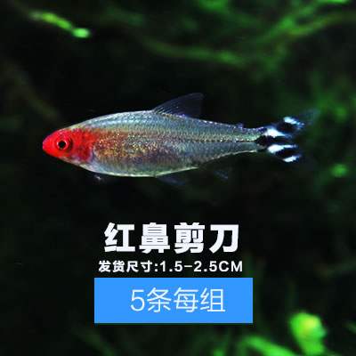 混搭热带水族馆透明混养观赏鱼小型淡水冷水活物神仙新手水族箱在类目 宠物/宠物食品及用品, 水族世界, 鱼中 - 来自Buy2taobao.com提供专业的淘宝代购服务