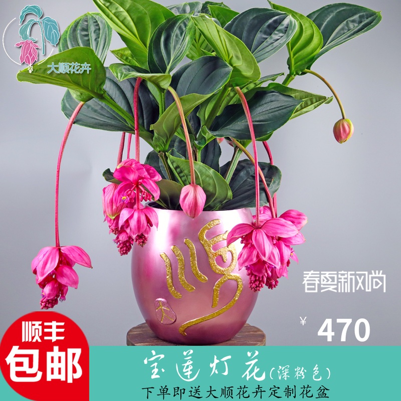 【大顺花卉】高端花卉宝莲灯花盆栽珍珠宝莲美丁花深粉红色四花苞|msdalam kategori penghantaran bunga/bunga simulasi/tumbuhan berkebun, bunga/Tumbuh-tumbuhan tumbuh-tumbuhan pasu (baru), bunga - dari Buy2taobao.com untuk memberikan perkhidmatan ejen Taobao profesional membeli