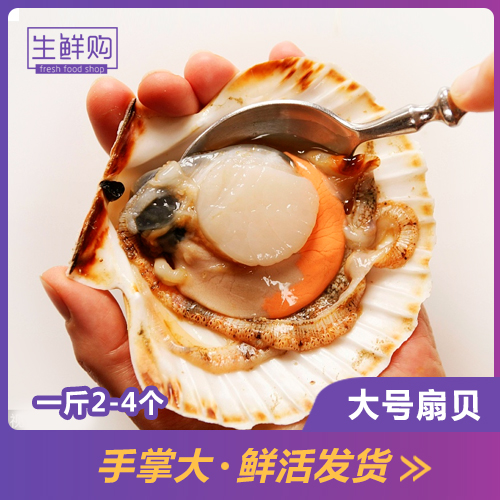 广州扇贝 鲜活大扇贝鲜活元贝 量大 鲜贝超大号扇贝瑶柱1斤2-3个在类目 水产肉类/新鲜蔬果/熟食, 海鲜/水产品/制品, 贝类, 干贝/瑶柱中 - 来自Buy2taobao.com提供专业的淘宝代购服务