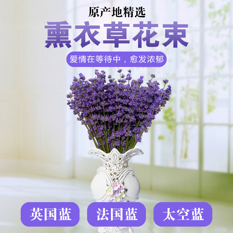 新疆伊犁天然薰衣草干花束熏衣草装饰永生花真花助睡眠情人节礼物在类目 鲜花速递/花卉仿真/绿植园艺, 永生花/干花, 干花中 - 来自Buy2taobao.com提供专业的淘宝代购服务