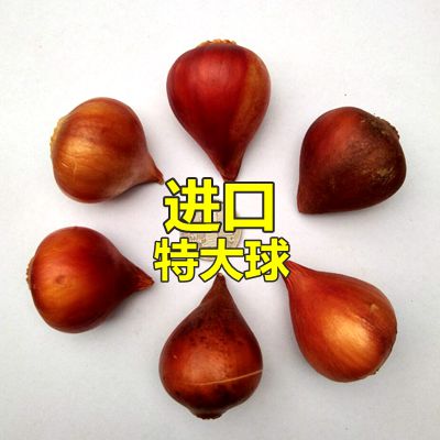 tulips Bulb 5 tulips Seed ball Plena Four seasons Indoor and outdoor flowers and plants Hydroponics Botanyin the Flower delivery/Flowers simulation/Plants gardening , Flowers/Fruits and vegetables/Lawn seed (New) , Bulbs category - from Buy2taobao.com to provide professional Taobao agent buy service