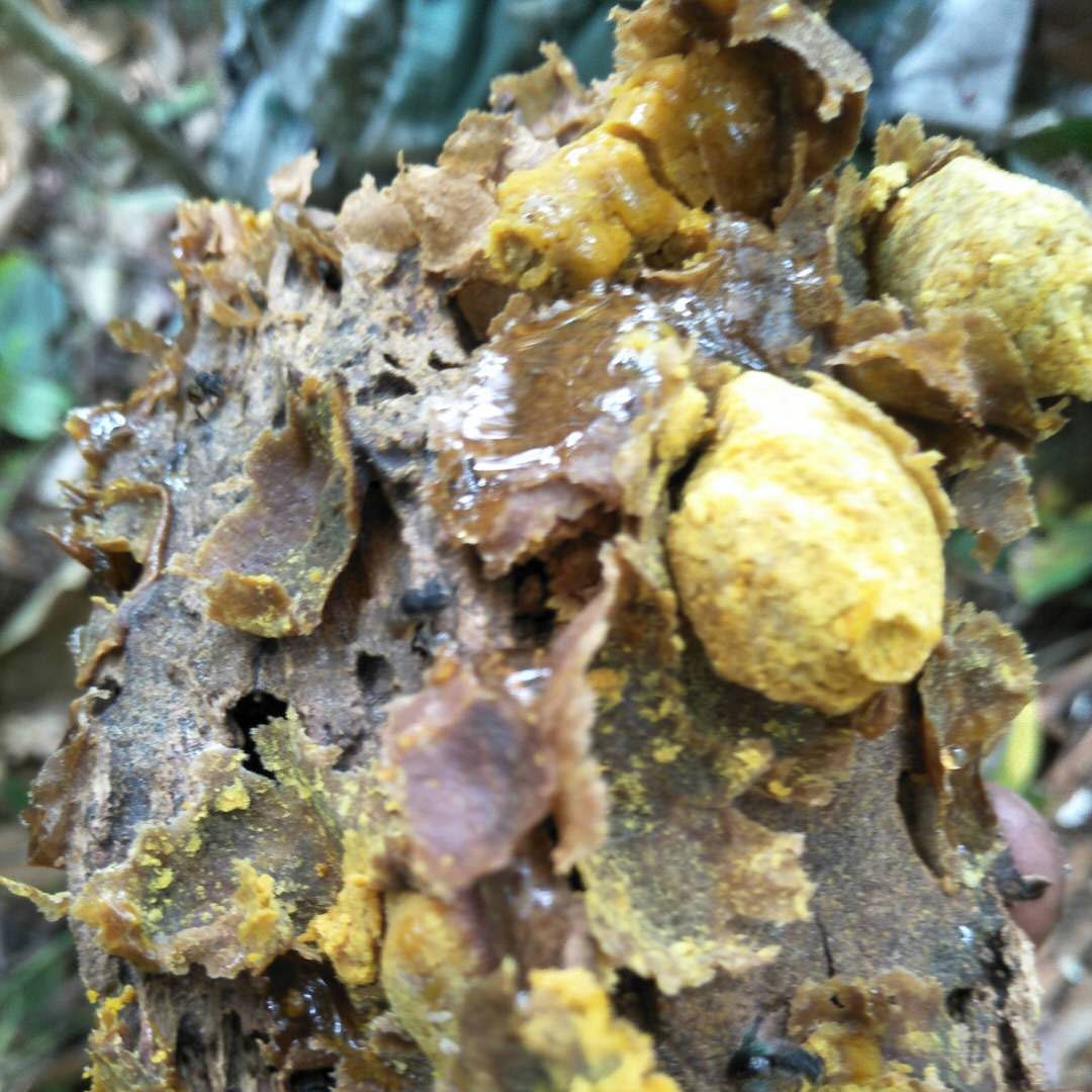 云南野生蜂蜜树酸蜂蜂蜜 蚊子蜂蜜无刺蜂蜜500g药蜜树酸洞蜜老巢在类目 传统滋补营养品, 蜂蜜中 - 来自Buy2taobao.com提供专业的淘宝代购服务