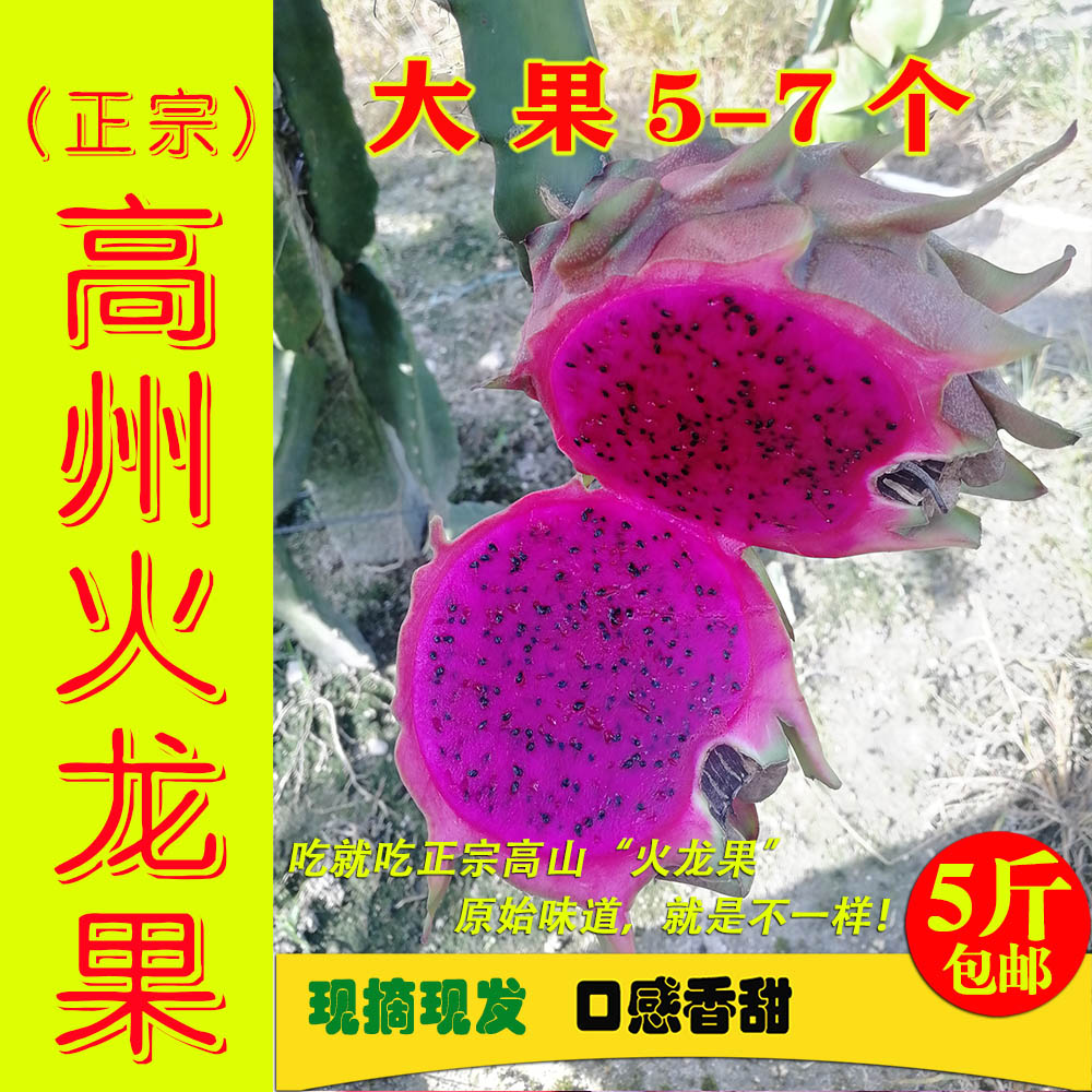 原山态高山【5斤红肉火龙果】高州当季水果新鲜现摘红心大果包邮在类目 水产肉类/新鲜蔬果/熟食, 新鲜水果, 火龙果中 - 来自Buy2taobao.com提供专业的淘宝代购服务